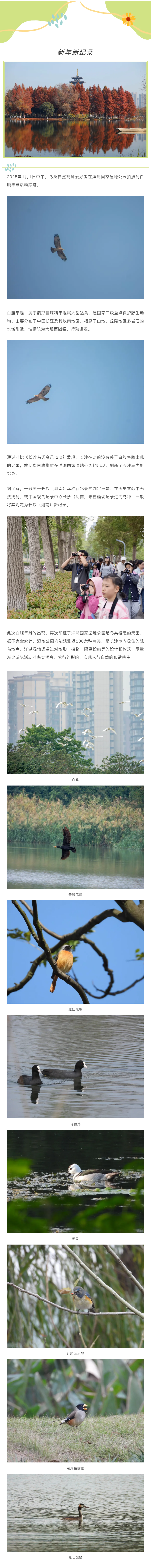 新年新紀(jì)錄！洋湖國家濕地公園觀測到白腹隼雕活動，刷新長沙鳥類新紀(jì)錄.png
